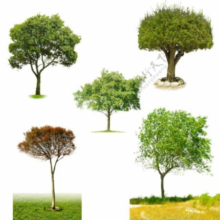 五种树木PSD分层素材