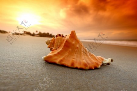黄昏沙滩上的贝壳近景摄影高清图片