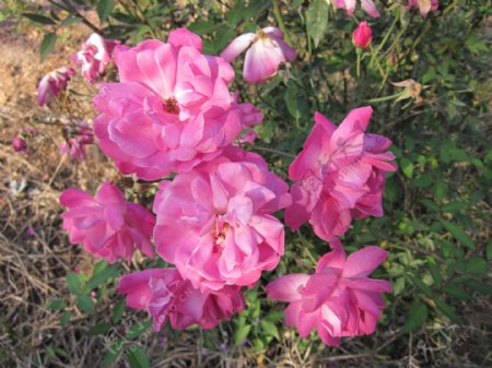 六朵粉色玫瑰花图片