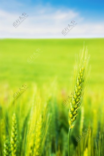 小麦穗摄影图片