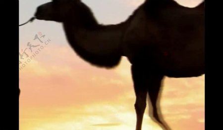 夕阳骆驼剪影风景视频图片