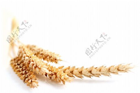 小麦高清图片1