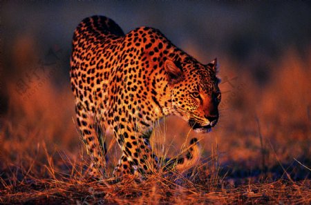 稀有动物动物豹子老虎图片