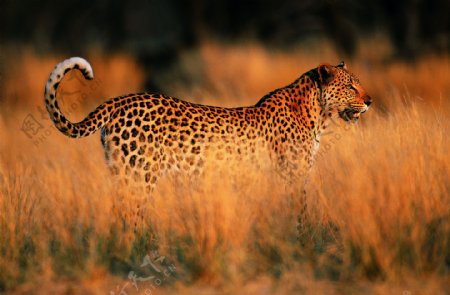 稀有动物动物豹子老虎图片