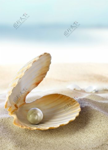 珍珠贝壳沙滩图片