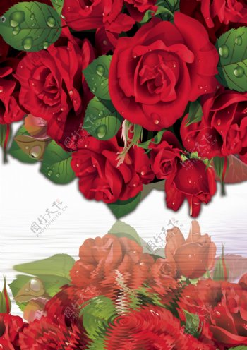 超大玫瑰花高清图片素材免费下载
