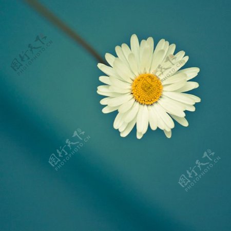 位图植物摄影写实花卉花朵菊花免费素材