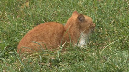 猫在草地2种股票的录像