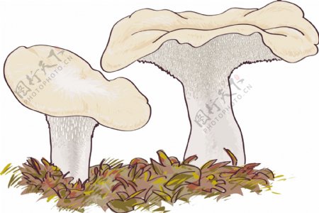 美味牛肝菌蘑菇