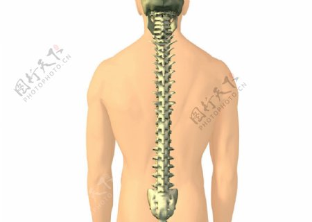 脊椎图片
