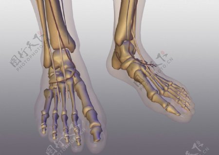 足部骨骼图片