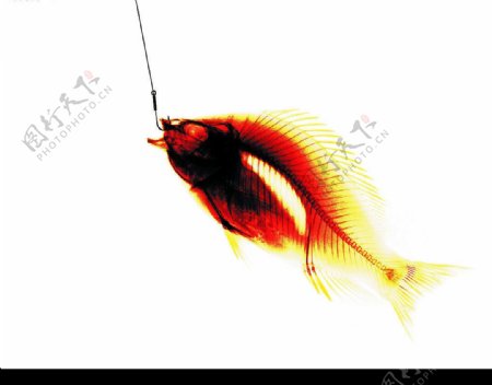 X光透视抽象科技鱼图片