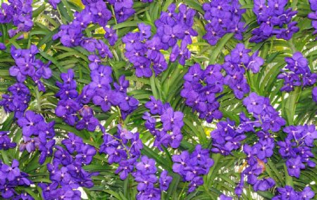 紫兰花图片