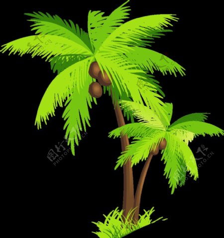 椰树插画图片
