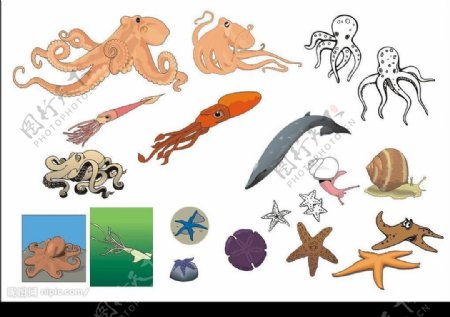精选CorelDARW海洋生物矢量图章鱼乌贼海星图片