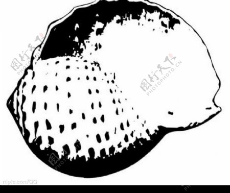 黑白的海螺图片