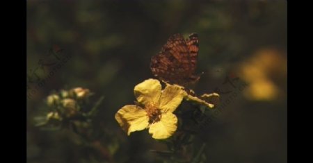 蝴蝶停在黄花上