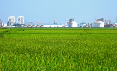 夏天水稻田图片