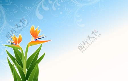 夏之花极乐鸟图片