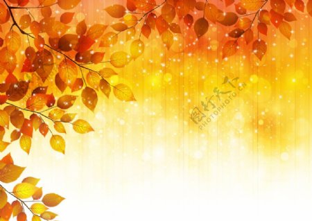 金黄树叶图片