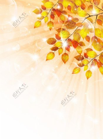 金黄树叶图片