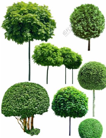 园林绿树图片