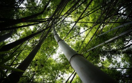 竹树图片
