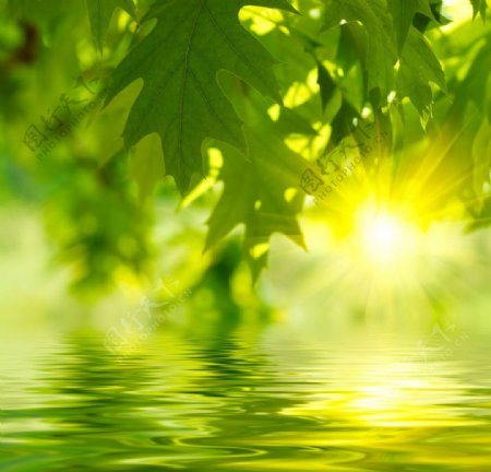 阳光下的绿叶水波图片