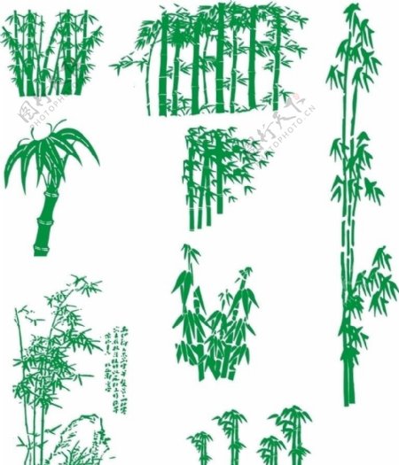 竹子图图片