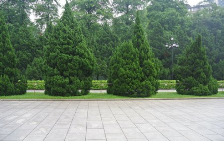 广州黄花岗公园的松树图片