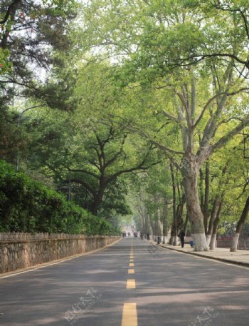 武汉大学校园路图片