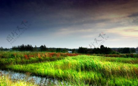 湿地清晨图片
