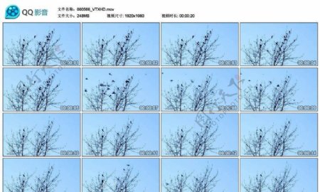 树上飞鸟麻雀高清实拍视频素材