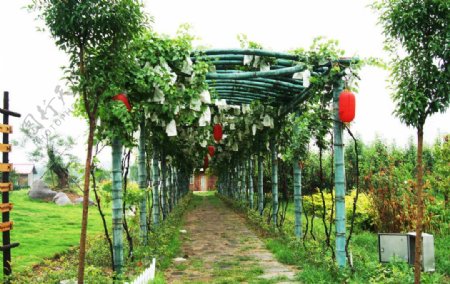 葡萄架绿色长廊图片