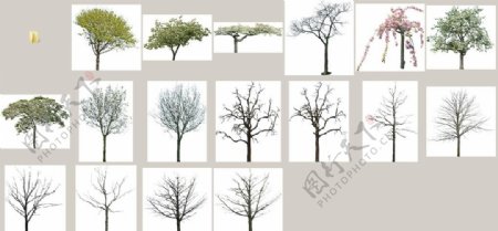 春季冬季树木带通道TIFF图图片