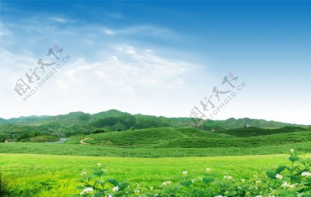绿色山坡茶园美景图片