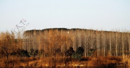 鹤的林子图片