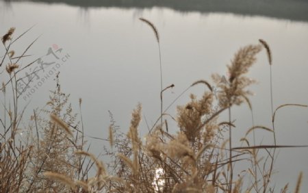 芦苇池塘太阳倒影冬天图片