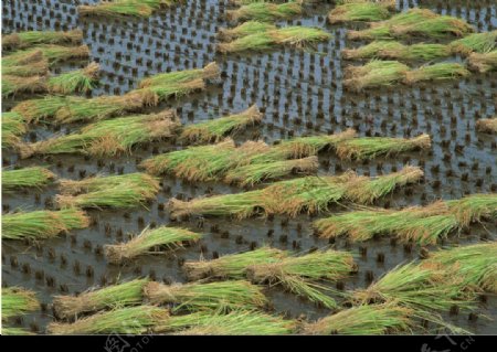 稻田稻子图片