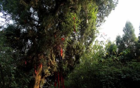 神仙树图片