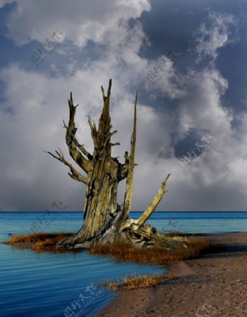 海边的枯树图片