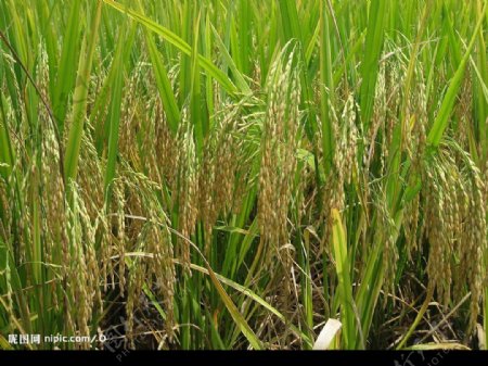 沉甸甸的稻谷图片