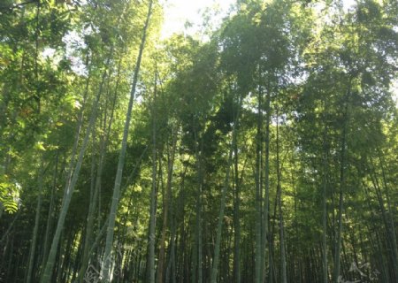 竹林风光图片