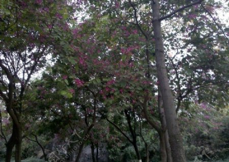 公园紫荆花树图片