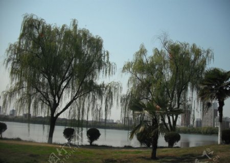 水边垂柳树图片