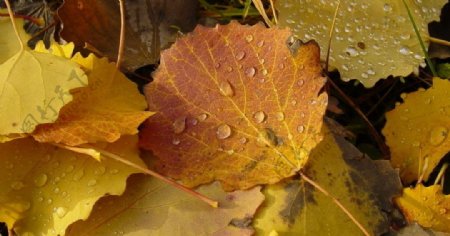 落叶上的雨滴图片