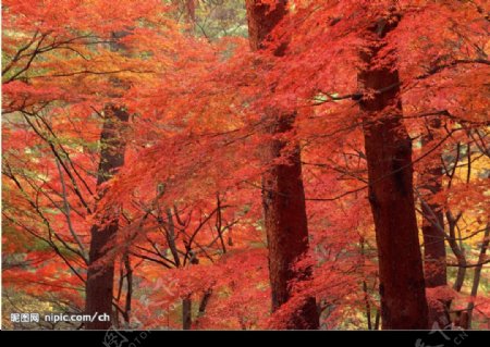红枫树林图片