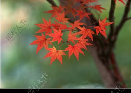 红枫树叶子图片