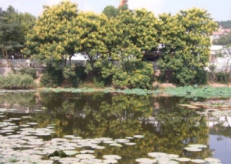 湖中树影图片