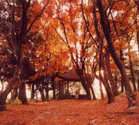 莫干山之秋图片